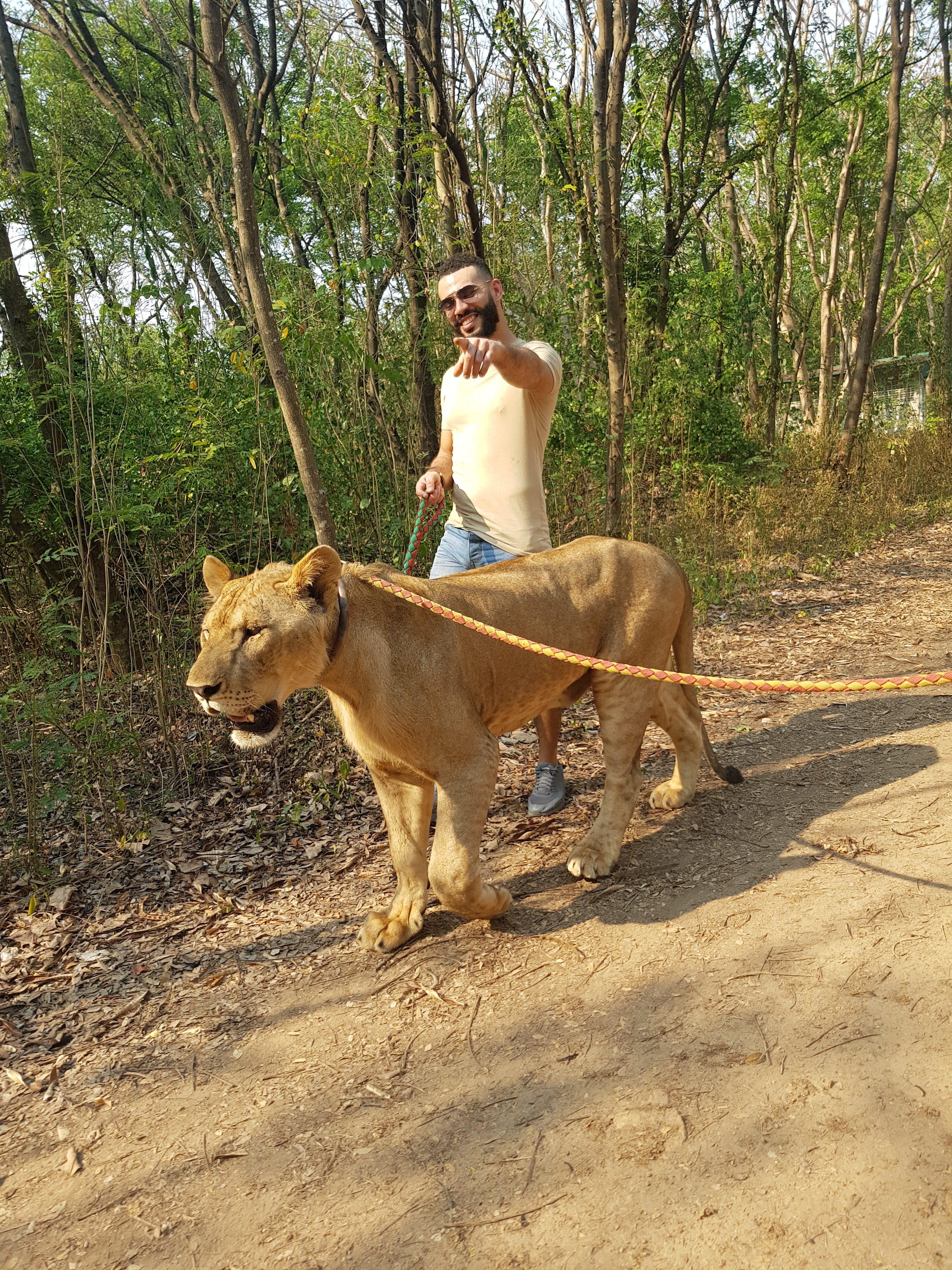 Shane Anderson walking a lion on a lead in a forest